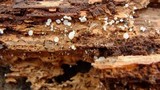 Lachnum virgineum image