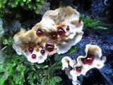 Stereum sanguinolentum image
