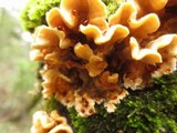 Stereum sanguinolentum image