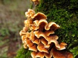 Stereum sanguinolentum image