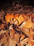 Kuehneromyces lignicola image