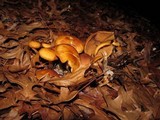 Kuehneromyces lignicola image