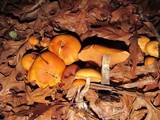 Kuehneromyces lignicola image