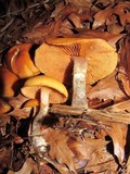 Kuehneromyces lignicola image