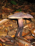 Tylopilus alboater image