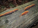 Gloeophyllum sepiarium image