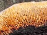 Gloeophyllum sepiarium image