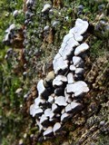 Xylobolus frustulatus image