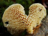 Polyporus alveolaris image