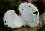Polyporus alveolaris image