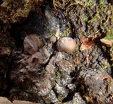 Lycogala epidendrum image