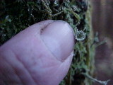Cladonia multiformis image