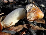 Phallus ravenelii image