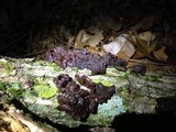 Exidia recisa image