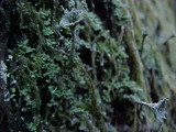 Cladonia multiformis image