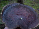 Boletellus mirabilis image