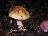 Cortinarius glutinosoarmillatus image