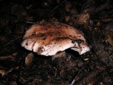 Tricholoma dryophilum image