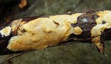Ceriporia spissa image