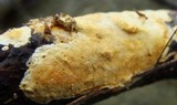 Ceriporia spissa image