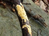 Ceriporia spissa image