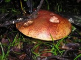 Boletus regius image
