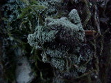 Loxosporopsis corallifera image