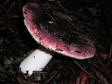 Russula cessans image