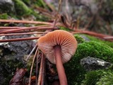 Gymnopus brassicolens var. brassicolens image