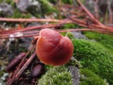 Gymnopus brassicolens var. brassicolens image