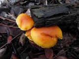 Gymnopilus sapineus image