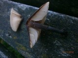Macrocystidia cucumis image