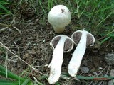 Agaricus texensis image