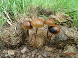 Psilocybe coprophila image