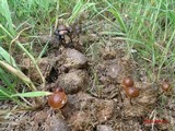Psilocybe coprophila image