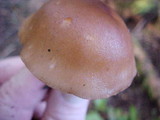 Rhodocollybia butyracea image