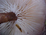 Rhodocollybia butyracea image