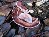 Fomitopsis cajanderi image