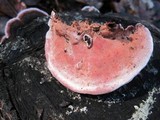 Fomitopsis cajanderi image