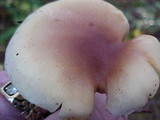Pholiota velaglutinosa image