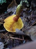 Phylloporus rhodoxanthus image