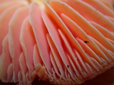 Hygrocybe laetissima image