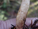 Pholiota velaglutinosa image