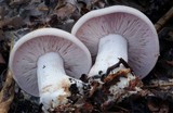 Lepista glaucocana image