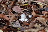 Lepista glaucocana image
