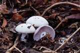 Lepista glaucocana image