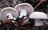 Lepista glaucocana image