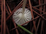 Marasmius calhouniae image