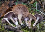 Pseudoomphalina cokeri image