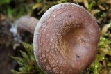 Pseudoomphalina cokeri image